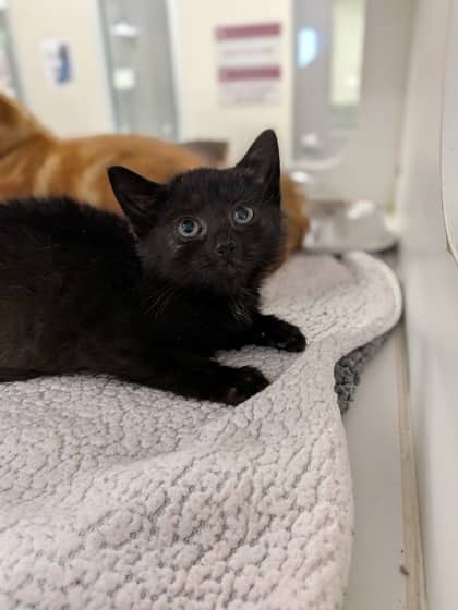 Dorothy - Domestic Shorthair/Mix available for adoption