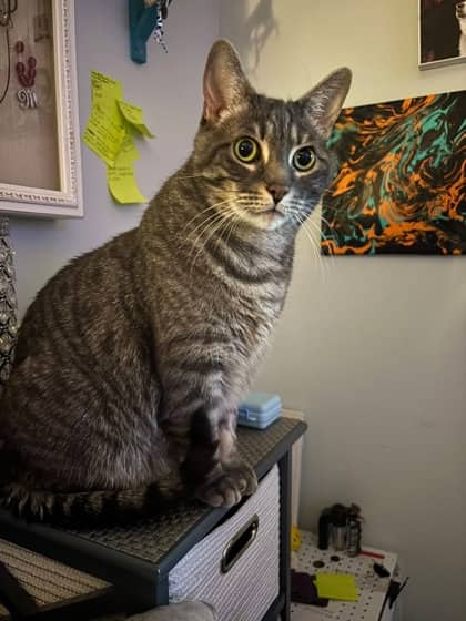 Atlas - Domestic Shorthair/Mix available for adoption
