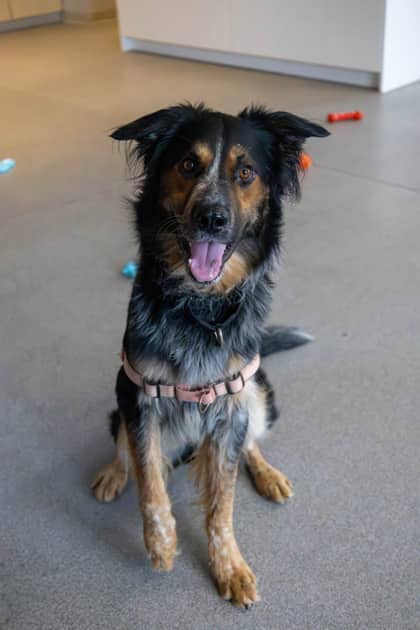 Rocky - Mixed Breed available for adoption