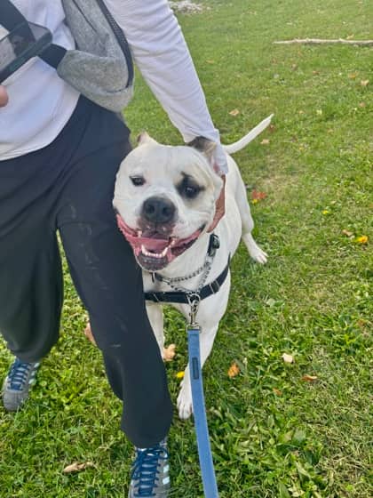 Cooper - Mixed Breed available for adoption