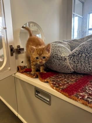 Tigger - Domestic Shorthair/Mix cat available for adoption at Humane Society of Kitchener Waterloo & Stratford Perth in Kitchener