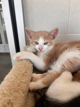 Theon - Domestic Shorthair/Mix cat available for adoption at Humane Society of Kitchener Waterloo & Stratford Perth in Kitchener