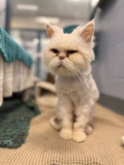 Lotso - Persian/Mix cat available for adoption at Humane Society of Kitchener Waterloo & Stratford Perth in Kitchener