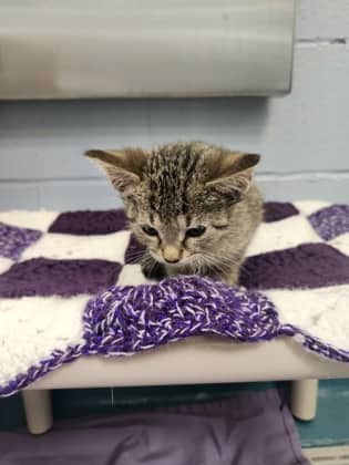 Sienna - Domestic Shorthair/Mix available for adoption