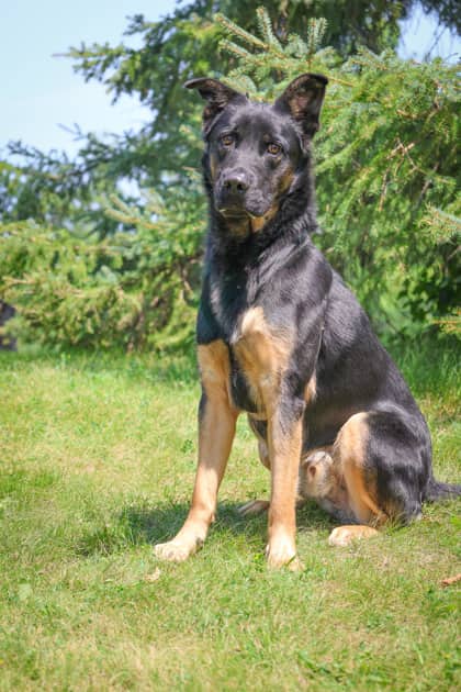 Flint - Mixed Breed available for adoption