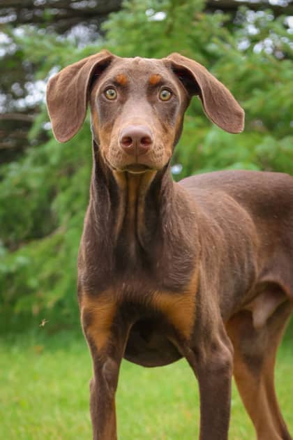 Quiggly - Mixed Breed available for adoption at Humane Society of Kitchener Waterloo & Stratford Perth in Kitchener