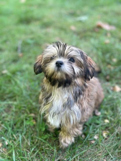 Caramel - Mixed Breed available for adoption at Humane Society of Kitchener Waterloo & Stratford Perth in Kitchener