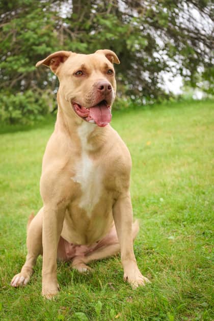 Swift - Mixed Breed available for adoption