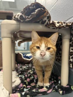 Crash - Domestic Shorthair/Mix cat available for adoption at Humane Society of Kitchener Waterloo & Stratford Perth in Kitchener