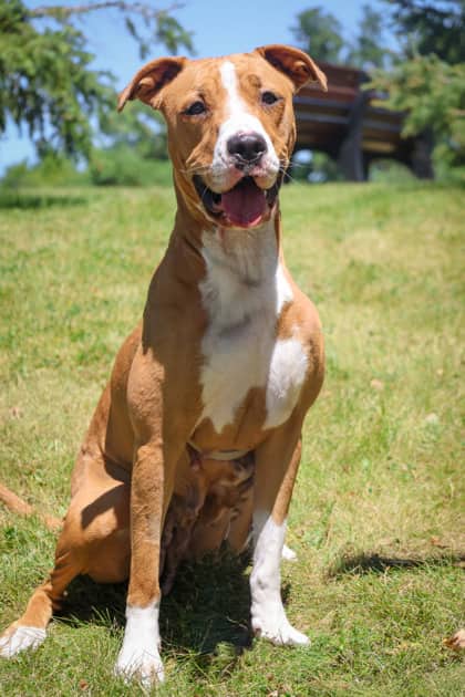 Estelle - Mixed Breed available for adoption at Humane Society of Kitchener Waterloo & Stratford Perth in Kitchener