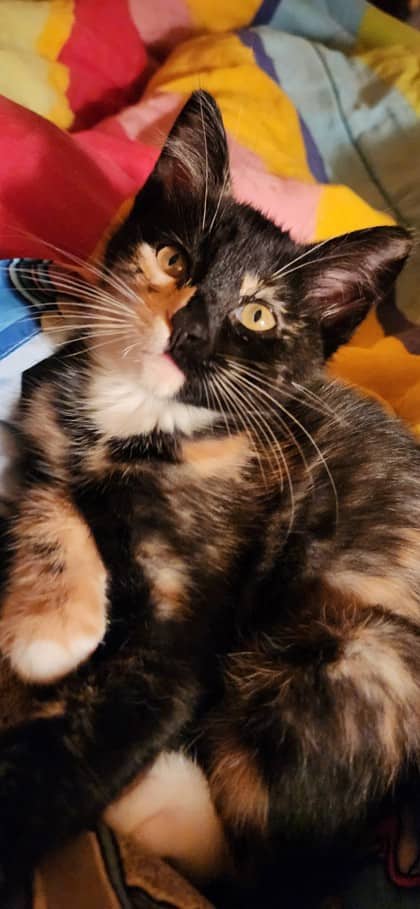 Willow - Domestic Shorthair/Mix available for adoption