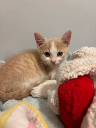 Tofu - Domestic Shorthair/Mix cat available for adoption at Humane Society of Kitchener Waterloo & Stratford Perth in Kitchener