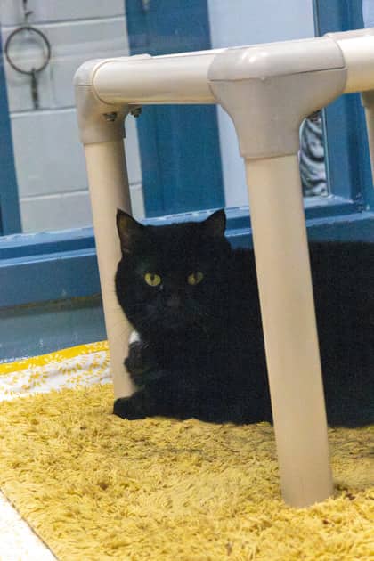 Circe - Domestic Shorthair/Mix cat available for adoption at Humane Society of Kitchener Waterloo & Stratford Perth in Kitchener