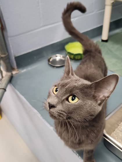Kora - Domestic Shorthair/Mix available for adoption