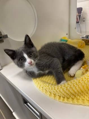 Camper - Domestic Shorthair/Mix available for adoption