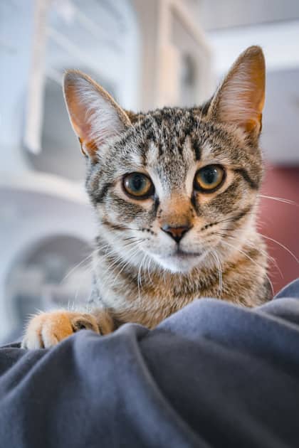 Chrysalis - Domestic Shorthair/Mix available for adoption