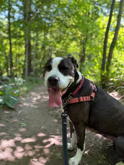 Lilly - Mixed Breed available for adoption