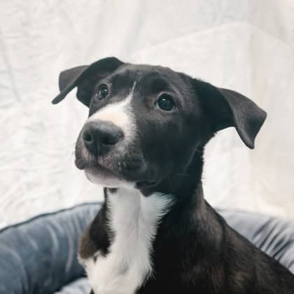 Mertle - Mixed Breed available for adoption at Humane Society of Kitchener Waterloo & Stratford Perth in Kitchener