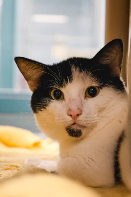 Norman - Domestic Shorthair/Mix cat available for adoption at Humane Society of Kitchener Waterloo & Stratford Perth in Kitchener