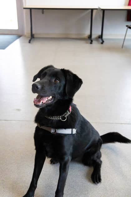 Cera - Mixed Breed available for adoption