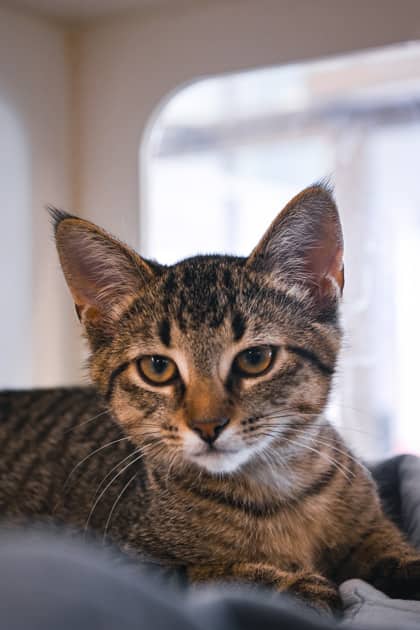 Splash (Bonded with Sunny) - Domestic Shorthair/Mix available for adoption