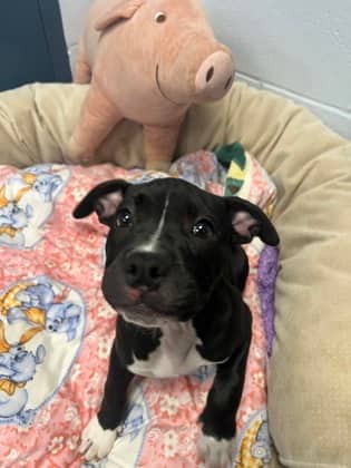 Betty - Mixed Breed available for adoption at Humane Society of Kitchener Waterloo & Stratford Perth in Kitchener