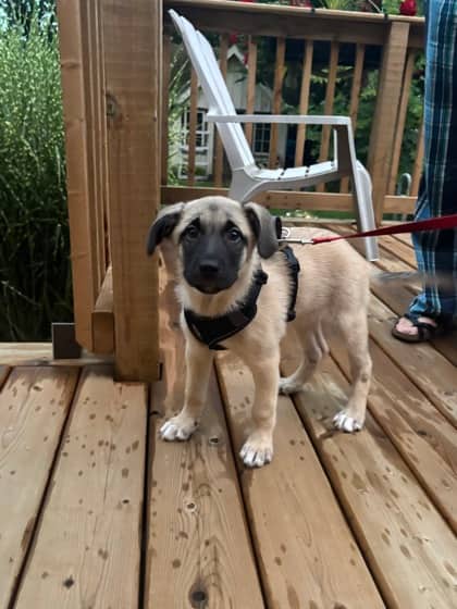Sabrina - Mixed Breed available for adoption