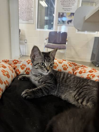 Lemon - Domestic Shorthair/Mix available for adoption