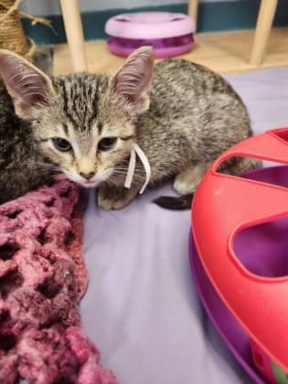 Indigo - Domestic Shorthair/Mix available for adoption
