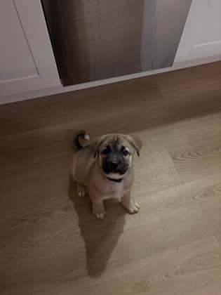 Roman - Mixed Breed available for adoption