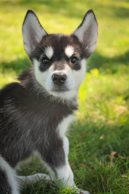 March - Mixed Breed available for adoption at Humane Society of Kitchener Waterloo & Stratford Perth in Kitchener
