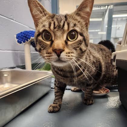 Delta - Domestic Shorthair/Mix cat available for adoption at Humane Society of Kitchener Waterloo & Stratford Perth in Kitchener