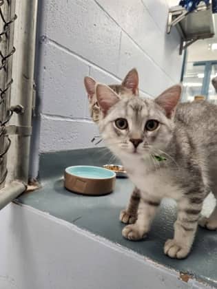 Timber - Domestic Shorthair/Mix cat available for adoption at Humane Society of Kitchener Waterloo & Stratford Perth in Kitchener