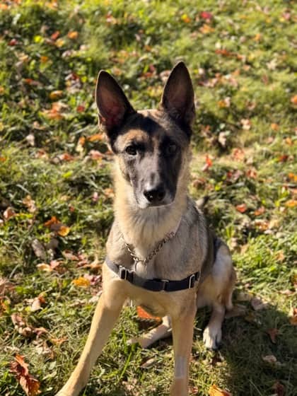 Sandy - Mixed Breed available for adoption at Humane Society of Kitchener Waterloo & Stratford Perth in Kitchener