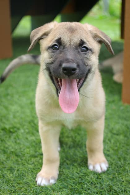 Aria - Mixed Breed available for adoption at Humane Society of Kitchener Waterloo & Stratford Perth in Kitchener