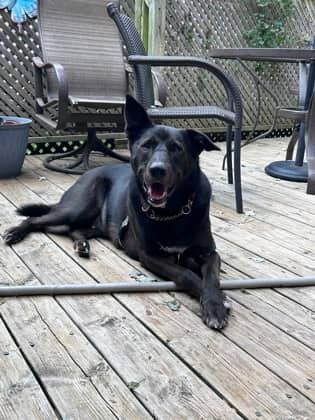 Mouse - Mixed Breed available for adoption in Ontario