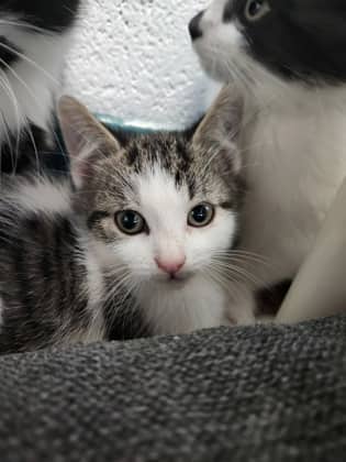 Grimm - Domestic Shorthair/Mix cat available for adoption at Humane Society of Kitchener Waterloo & Stratford Perth in Kitchener