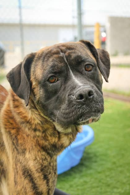 Apollo - Mixed Breed available for adoption at Humane Society of Kitchener Waterloo & Stratford Perth in Kitchener