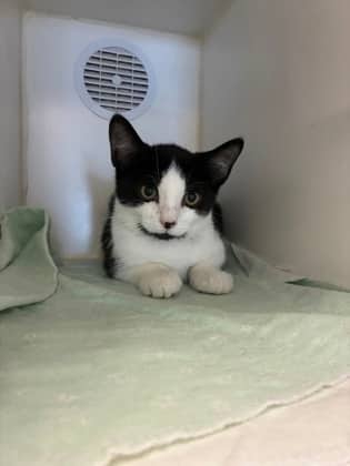 Levi - Domestic Shorthair/Mix available for adoption