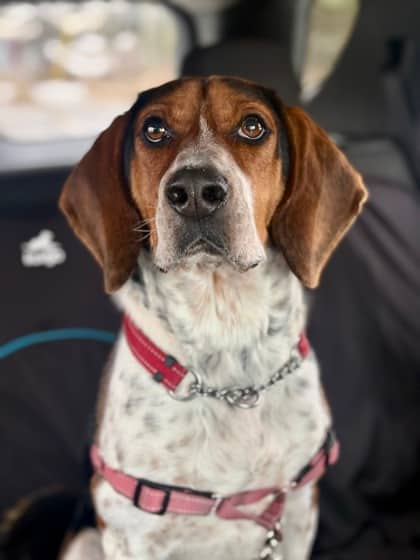 Maslow - Mixed Breed available for adoption
