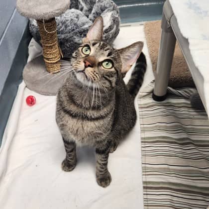 Sosa - Domestic Shorthair/Mix cat available for adoption at Humane Society of Kitchener Waterloo & Stratford Perth in Kitchener