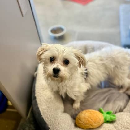 Pocket Change - Mixed Breed available for adoption at Humane Society of Kitchener Waterloo & Stratford Perth in Kitchener