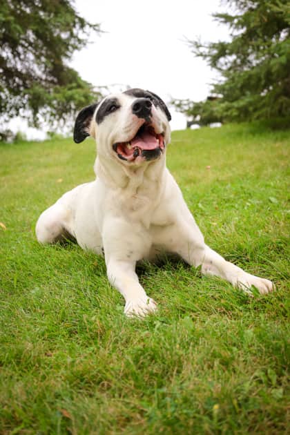 Rosco - Mixed Breed available for adoption at Humane Society of Kitchener Waterloo & Stratford Perth in Kitchener