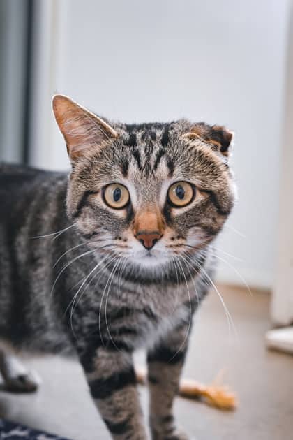 Arby - Domestic Shorthair/Mix cat available for adoption at Humane Society of Kitchener Waterloo & Stratford Perth in Kitchener