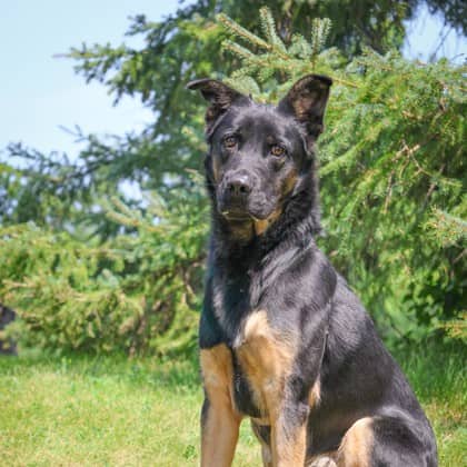 Flint - Mixed Breed available for adoption in Ontario