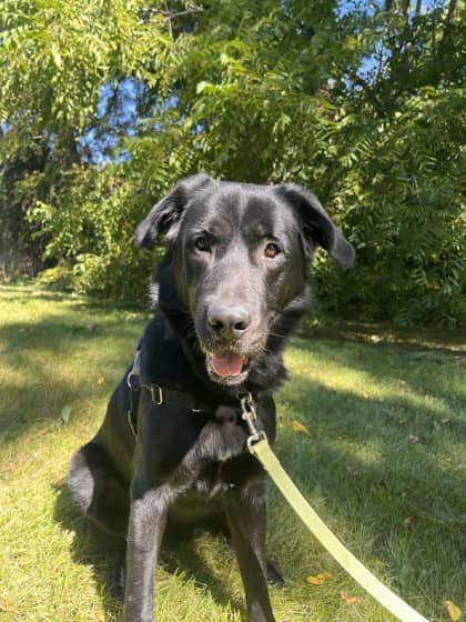 Graham - Mixed Breed available for adoption at Humane Society of Kitchener Waterloo & Stratford Perth in Kitchener