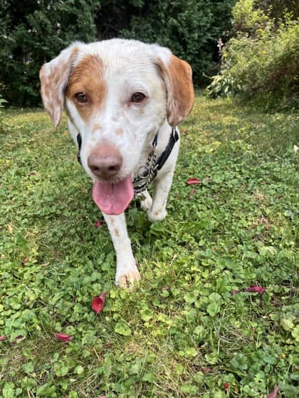 Chauncy - Mixed Breed available for adoption