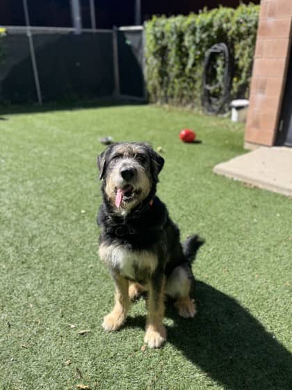 Pluto - Mixed Breed available for adoption at Humane Society of Kitchener Waterloo & Stratford Perth in Kitchener