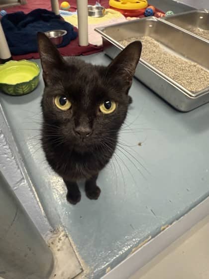 Mouse - Domestic Shorthair/Mix cat available for adoption at Humane Society of Kitchener Waterloo & Stratford Perth in Kitchener