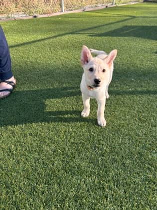 Zamboni - Mixed Breed available for adoption